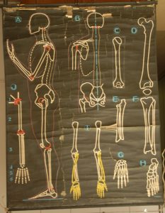 Le Squelette de l&rsquo;Homme