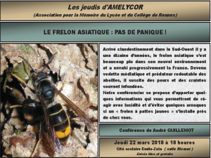 Le frelon asiatique, pas de panique